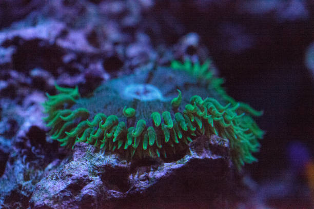 istock Giant green anemone Anthopleura xanthogrammica 1172616452