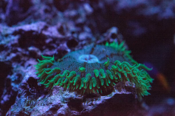 istock Giant green anemone Anthopleura xanthogrammica 1172616460