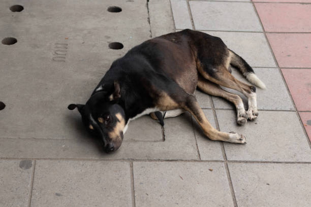 istock A dog sleeping on the street 1172616478