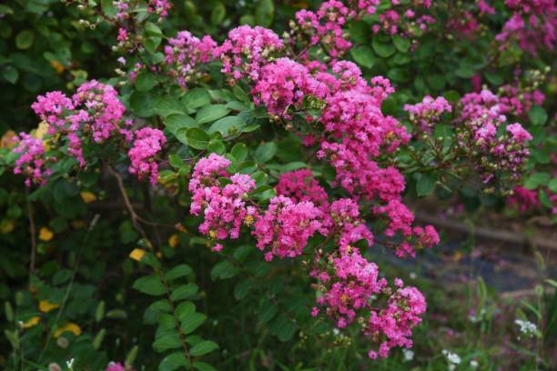 istock Crepe myrtle flowers 1172616503