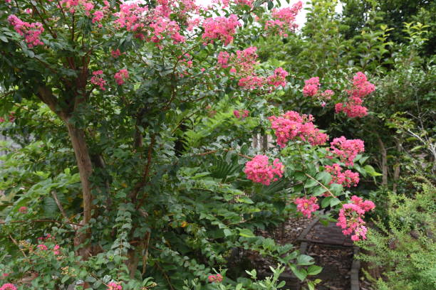 istock Crepe myrtle flowers 1172616527