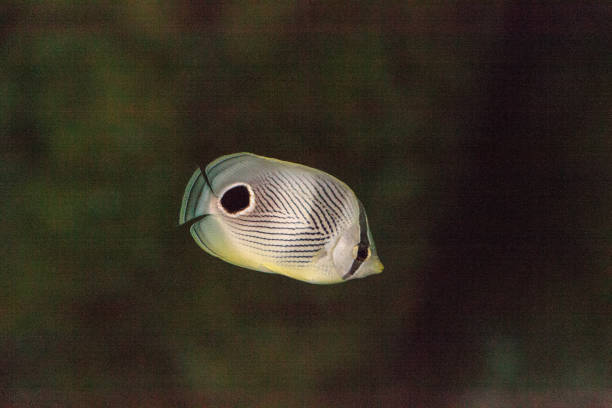 Foureye butterflyfish Chaetodon capistratus swims along a marine reef.