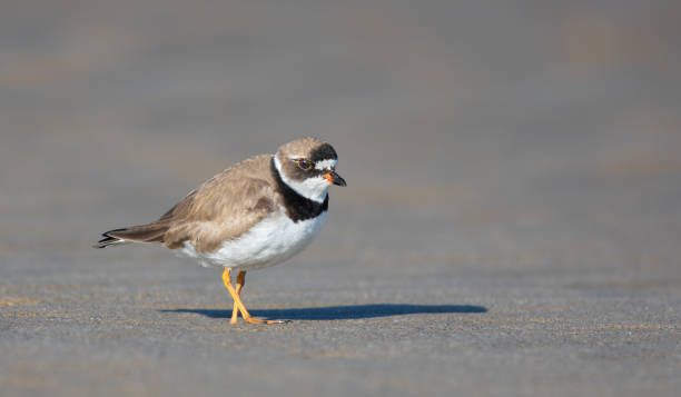 istock Semipalmated Plover in breeding plumage foraging on a sandy ocean beach 1172617369
