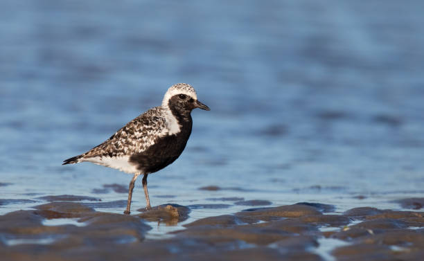 istock Black-bellied Plover Male in Breeding Plumage 1172617384