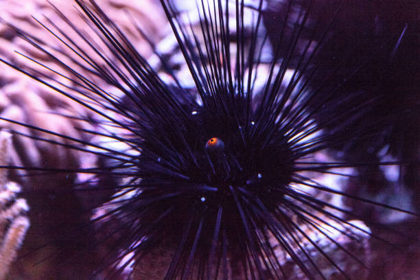 The red sea urchin (Mesocentrotus franciscanus) is a sea urchin found in the northeastern Pacific Ocean from Alaska to Baja California. It lives in shallow waters from the low-tide line to greater than 920 ft deep, and is typically found on rocky shores sheltered from extreme wave action in areas where kelp is available. Strongylocentrotus franciscanus.