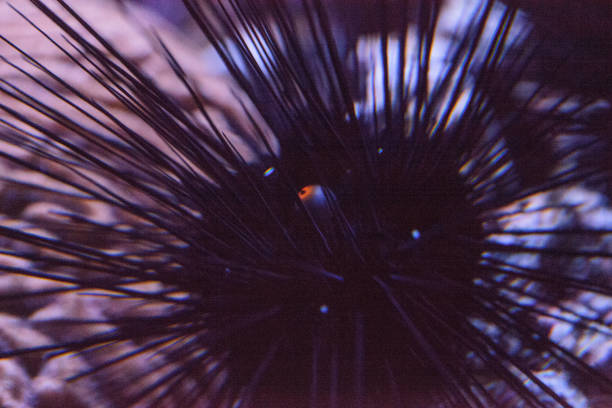 Long-spined black sea urchins Diadema setosum extends an orange ball center that is actually an anal sac.
