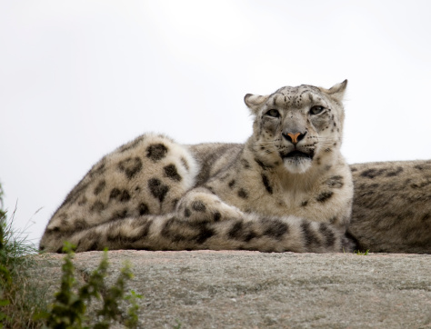 Portrait of a snow leopard in winter