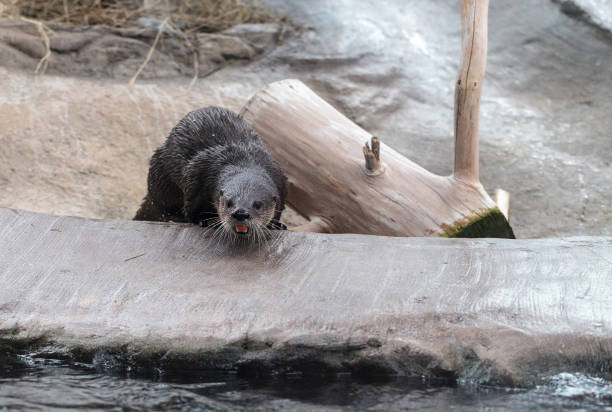Otters living their life around the pond