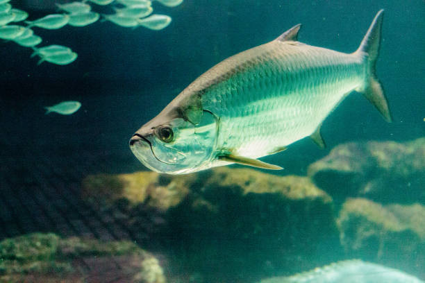 istock Large Tarpon fish Megalops atlanticus 1172618520