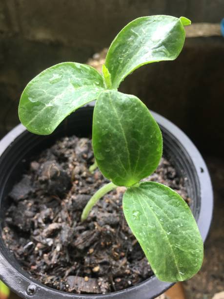istock The sapling of the pumpkin tree is growing 1172618705