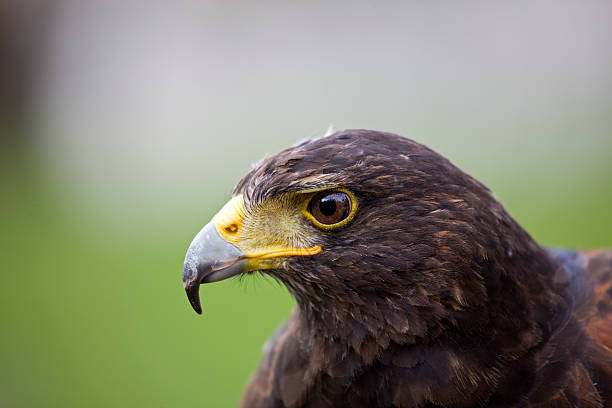 búteo-de-harris' - harris hawk hawk bird of prey bird imagens e fotografias de stock