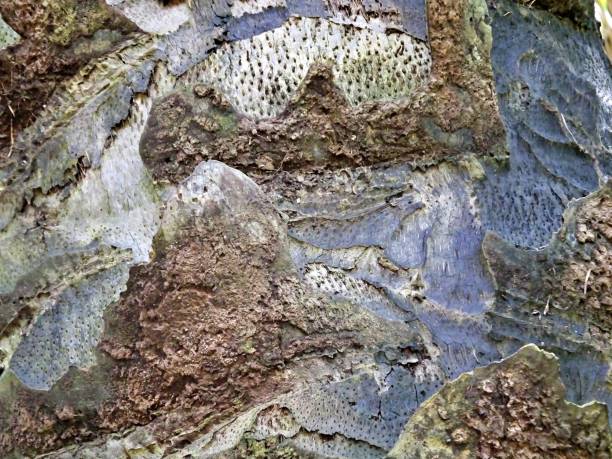 istock African Oil Palm Tree (Elaeis Guineensis) - bark of the tree 1172619635