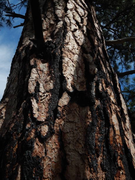 istock The trees history is in the bark 1172619838
