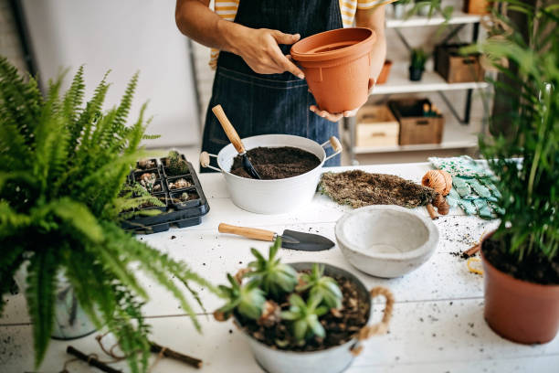 istock Florist preparing flower pot for plant 1172622649
