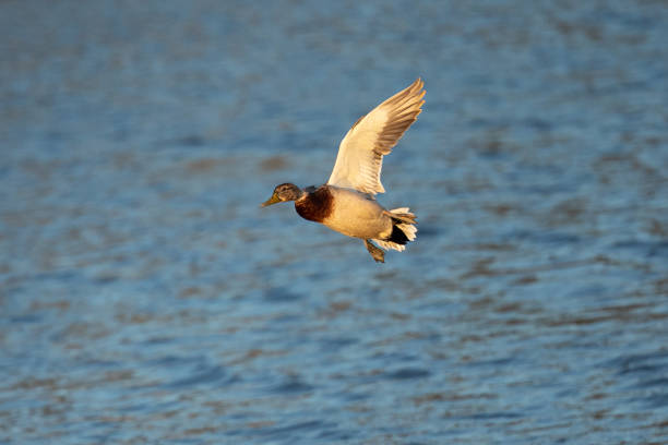 istock Wild duck landing, seen in a North California marsh 1172623954