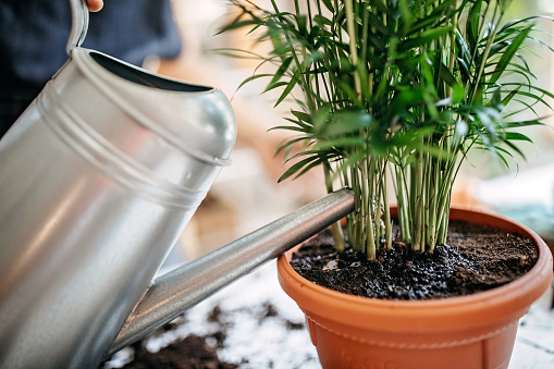 Florist watering his flower in flower pot