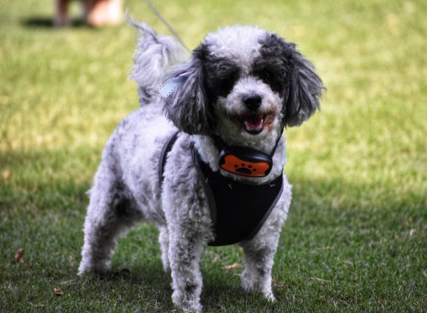 istock A poodle puppy posing for the camera 1172625235