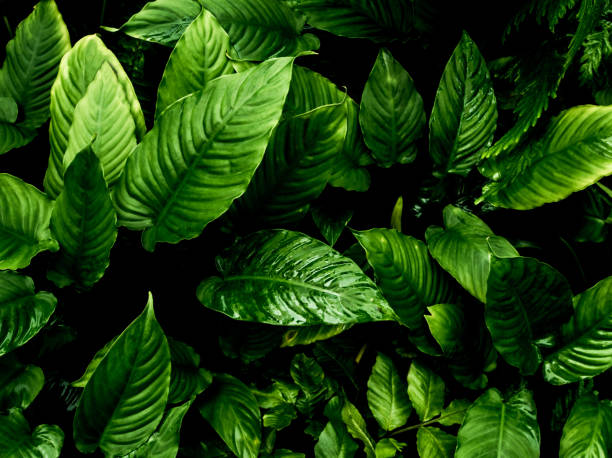 istock Freshness tropical leaves surface in dark tone as rife forest background 1172625847