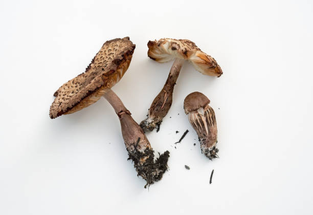 istock Wild Mushrooms in Various Stages 1172627211