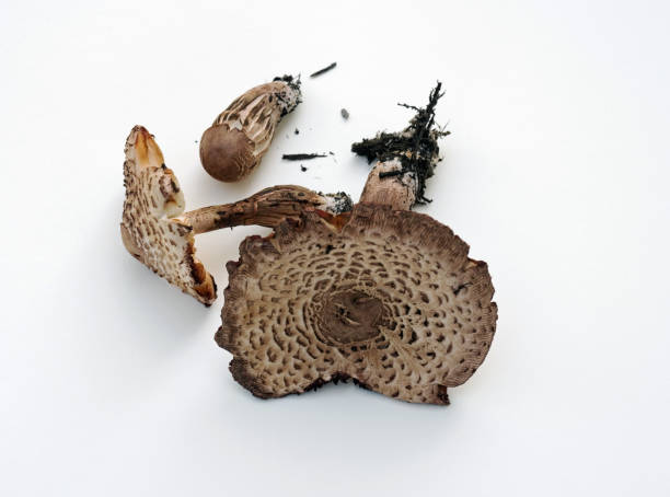 istock Cap View of Wild Mushrooms 1172627225