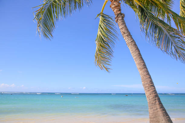 istock sand wave bech water sea ocean blue sky palm 1172627366
