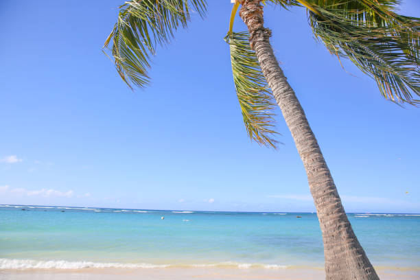 istock sand wave bech water sea ocean blue sky palm 1172627391