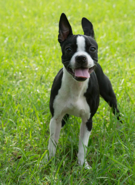 istock Cute Boston Terrier Outside on the Grass 1172628104