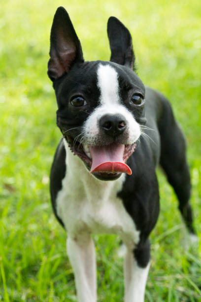 istock Cute Boston Terrier Outside on the Grass 1172628106