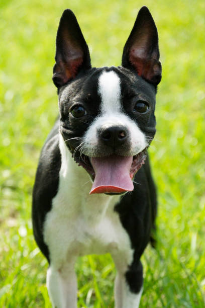 istock Cute Boston Terrier Outside on the Grass 1172628107