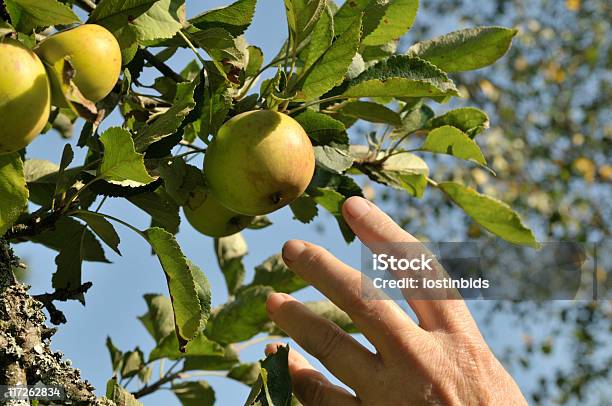 Llegar A Una Manzana Foto de stock y más banco de imágenes de Fruta - Fruta, Robo - Delito, Manzana