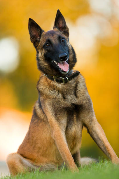 istock Belgian Malinois Shepherd dog sitting happily outside 1172630902