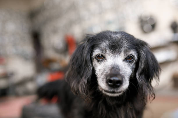 White face senior dog portrait Black dog portrait. senior dog stock pictures, royalty-free photos & images