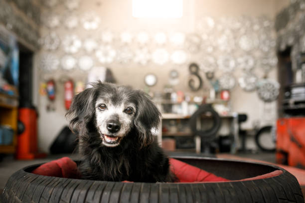 Dog in a bed made with tire