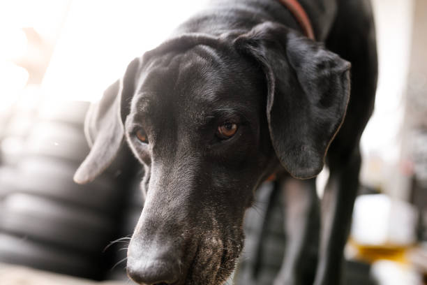 cane nero che annusa il terreno con pneumatici sullo sfondo - dog black labrador retriever animal nose foto e immagini stock