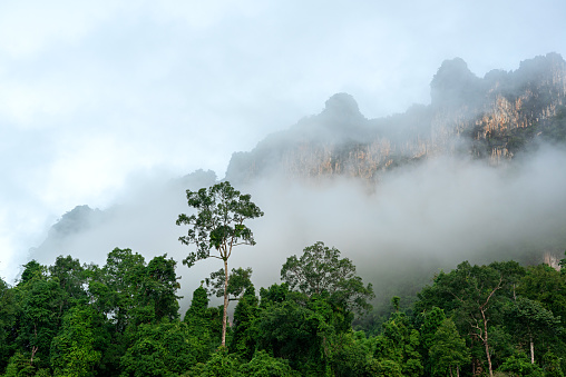 Green forest and tall limestone cliff in the morning mist in Thailand.