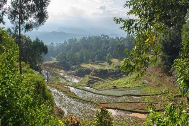 Green and brown rice terrace fields in Tana Toraja stock photo