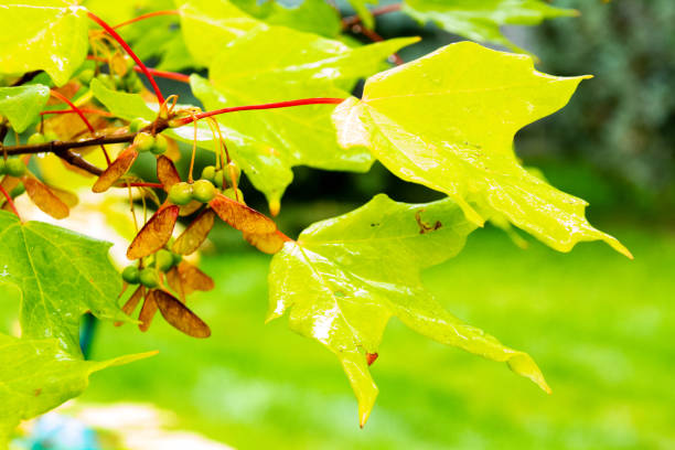istock Autumn Maple Seeds in Rain 1172632975