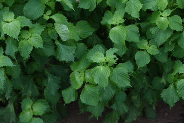 Japanese basil cultivation Japanese basil( green Shiso leaf) cultivation. shiso photos stock pictures, royalty-free photos & images