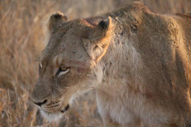 istock Lion close to the jeep 1172633671