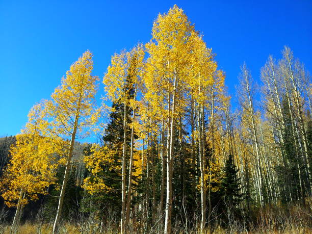 istock Rocky Mountains Aspens in Autumn 1172637350