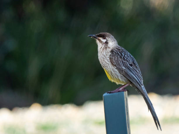 istock Red Wattlebird (Anthochaera carunculata) subspecies 