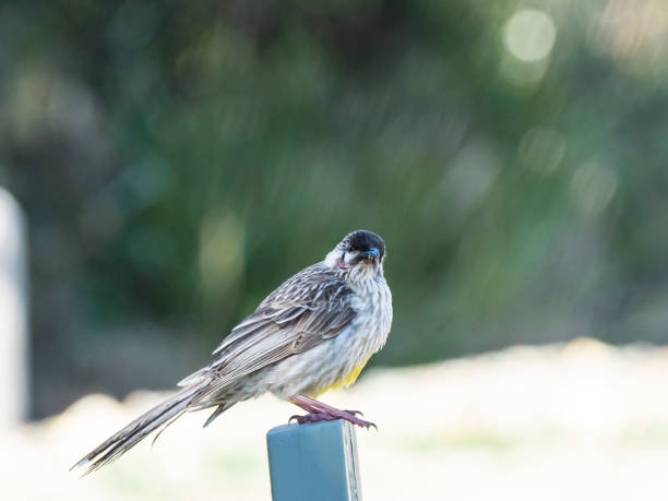 istock Juvenile Red Wattlebird (Anthochaera carunculata) subspecies 