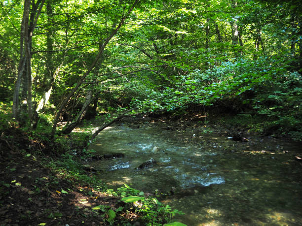 istock Forest and river in Turkey's Bolu province 1172641531