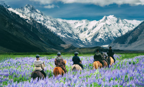 Travelers ride horses in lupine flower field, overlooking the beautiful landscape of Mt Cook National Park in New Zealand. Lupins hit full bloom in December to January which is summer of New Zealand. stock photo