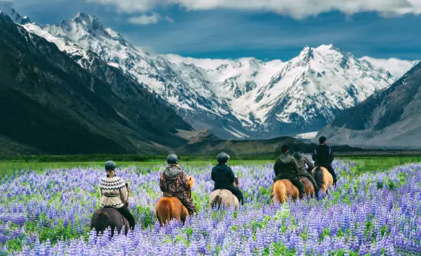 Travelers ride horses in lupine flower field, overlooking the beautiful landscape of Mt Cook National Park in New Zealand. Lupins hit full bloom in December to January which is summer of New Zealand.