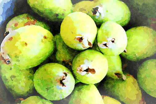 This is my Photographic Image of a Fejoa Fruit in a Watercolour Effect. Because sometimes you might want a more illustrative image for an organic look.