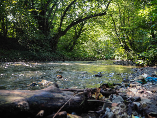 istock Forest and river in Turkey's Bolu province 1172642956
