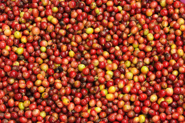 istock close up of fresh coffee beans 1172643025