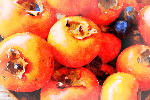This is my Photographic Image of a Persimmon Fruit in a Watercolour Effect. Because sometimes you might want a more illustrative image for an organic look.