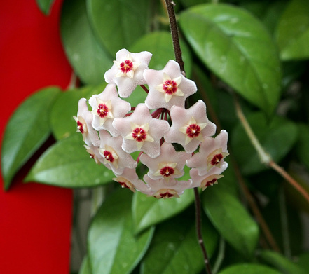 Flower Of Hoya Carnosa. Porcelain flower or wax plant. Has wax leaves and sweet-smelling flowers